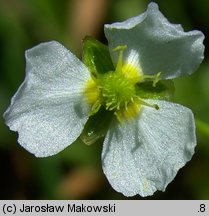 Alisma plantago-aquatica (żabieniec babka wodna)