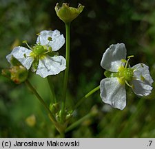 Alisma plantago-aquatica (żabieniec babka wodna)