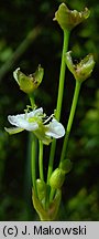 Alisma plantago-aquatica (żabieniec babka wodna)