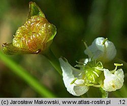 Alisma plantago-aquatica (żabieniec babka wodna)