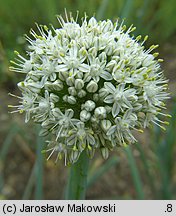 Allium cepa