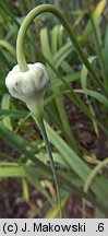 Allium sativum