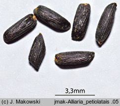 Alliaria petiolata (czosnaczek pospolity)