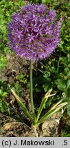 Allium hollandicum (czosnek holenderski)