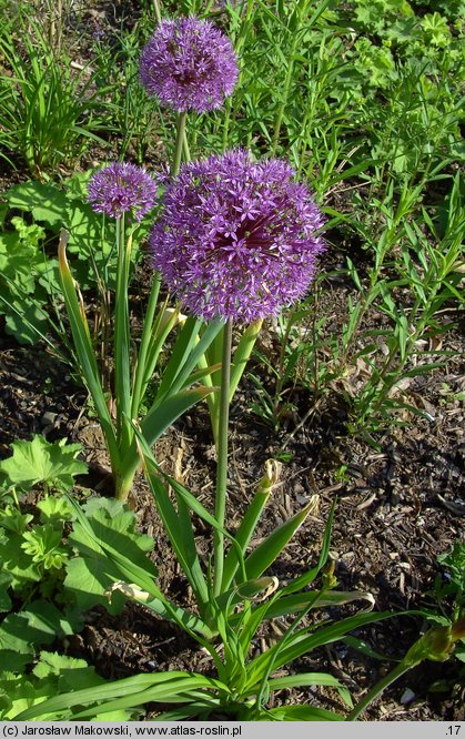 Allium hollandicum (czosnek holenderski)