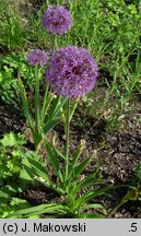 Allium hollandicum (czosnek holenderski)