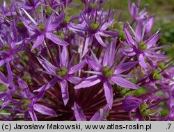 Allium hollandicum (czosnek holenderski)