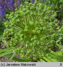 Allium hollandicum (czosnek holenderski)