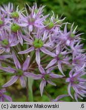 Allium hollandicum (czosnek holenderski)