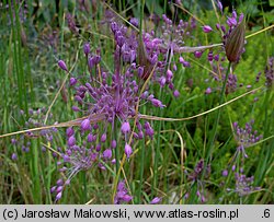 Allium coloratum (czosnek nadobny)