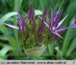 Allium cristophii (czosnek białawy)