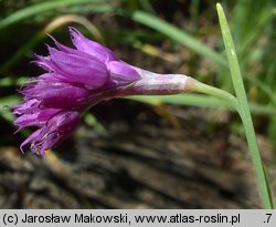 Allium insubricum (czosnek insubryjski)