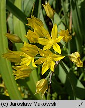 Allium moly (czosnek południowy)