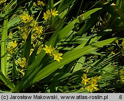 Allium moly (czosnek południowy)