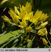 Allium moly (czosnek południowy)