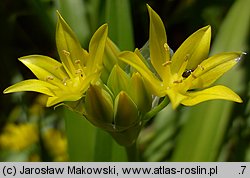 Allium moly (czosnek południowy)