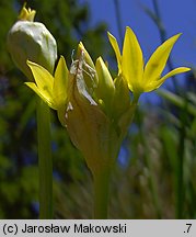 Allium moly (czosnek południowy)