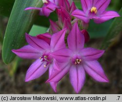 Allium oreophilum (czosnek Ostrowskiego)