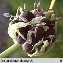 Allium sativum