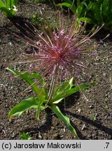 Allium schubertii (czosnek Schuberta)