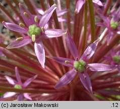 Allium schubertii (czosnek Schuberta)