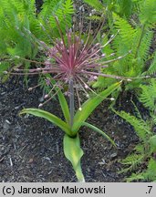 Allium schubertii (czosnek Schuberta)