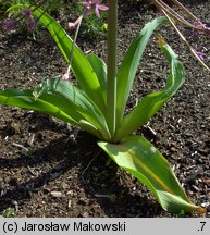 Allium schubertii (czosnek Schuberta)