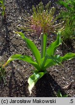 Allium schubertii (czosnek Schuberta)