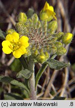 Alyssum montanum