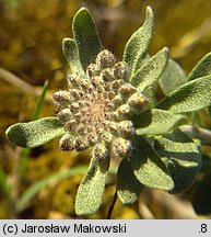 Alyssum montanum