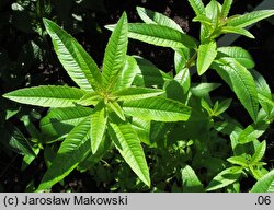 Aloysia citrodora (lippia trójlistna)