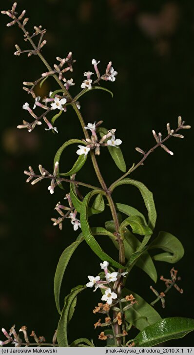 Aloysia citrodora (lippia trójlistna)