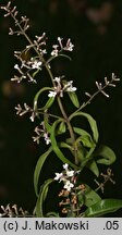 Aloysia citrodora (lippia trójlistna)