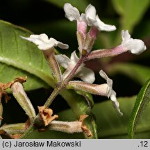 Aloysia citrodora (lippia trójlistna)