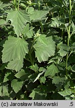 Althaea officinalis (prawoślaz lekarski)