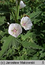 Althaea officinalis (prawoślaz lekarski)