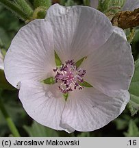 Althaea officinalis (prawoślaz lekarski)