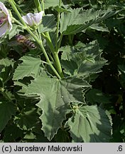 Althaea officinalis (prawoślaz lekarski)