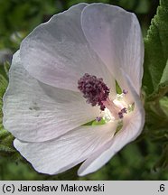 Althaea officinalis (prawoślaz lekarski)