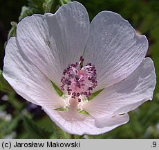 Althaea officinalis (prawoślaz lekarski)