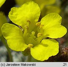 Alyssum montanum