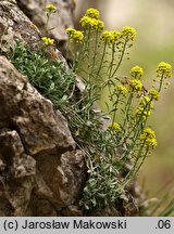 Alyssum montanum (smagliczka pagórkowa)