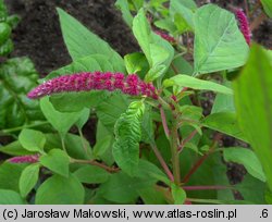 Amaranthus caudatus (szarłat zwisły)