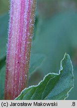 Amaranthus retroflexus (szarłat szorstki)