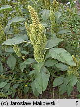 Amaranthus retroflexus (szarłat szorstki)