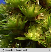 Amaranthus retroflexus (szarłat szorstki)