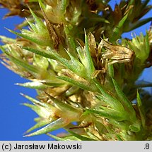 Amaranthus retroflexus (szarłat szorstki)