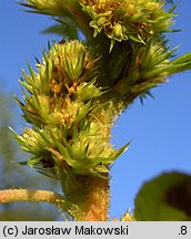 Amaranthus retroflexus (szarłat szorstki)