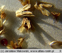 Amaranthus retroflexus (szarłat szorstki)