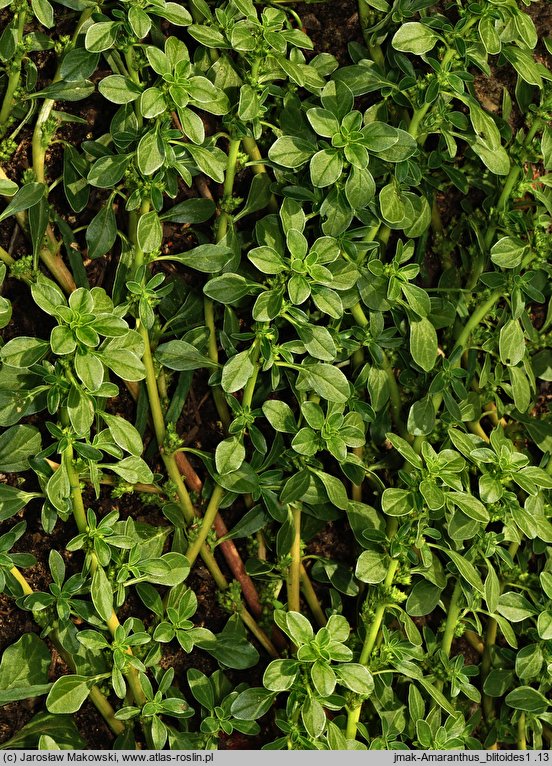 Amaranthus blitoides (szarłat komosowaty)